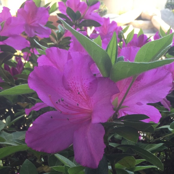 Meet your Posher, Barbi - Picture 1 of 1